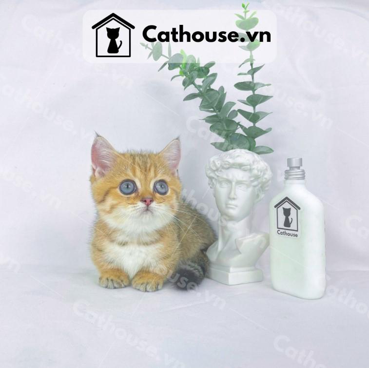 Cathouse Petshop