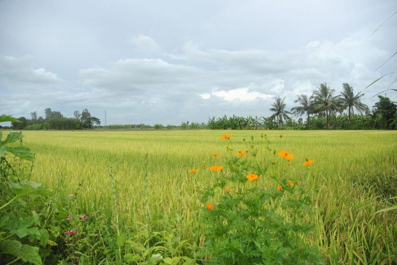 Ảnh minh hoạ (Nguồn internet)