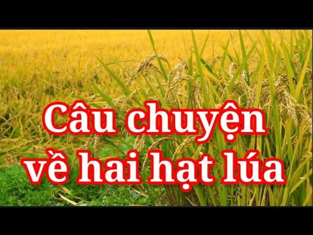 Câu chuyện về hai hạt lúa