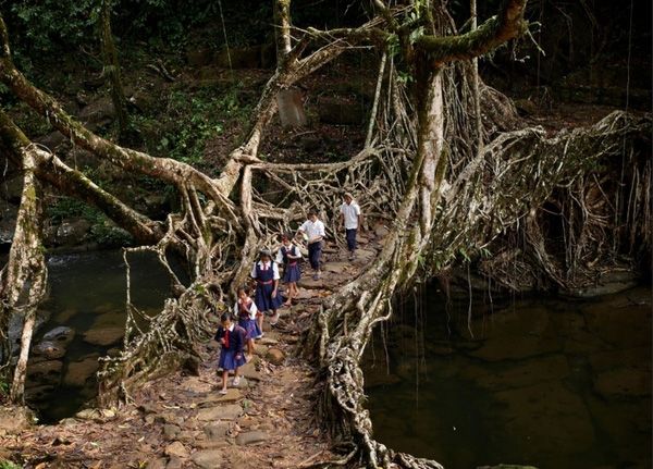 Cầu Rễ cây, Ấn Độ