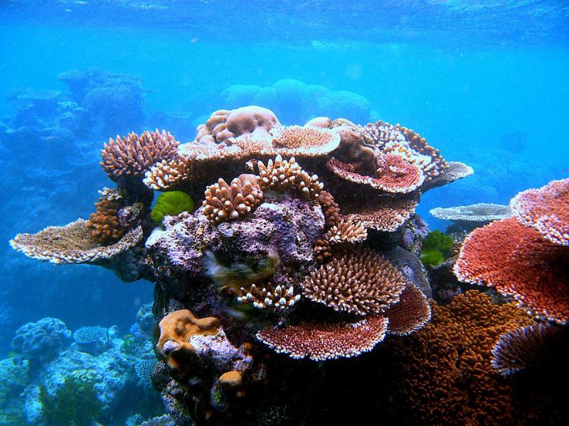 Cấu tạo của san hô
