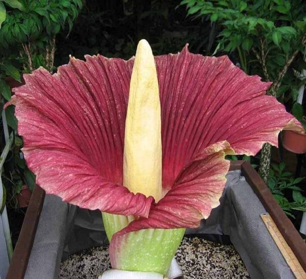 Amorphophallus titanium