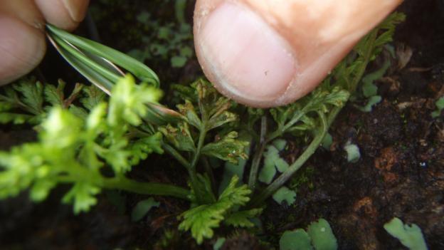 Cây Anogramma ascensionis