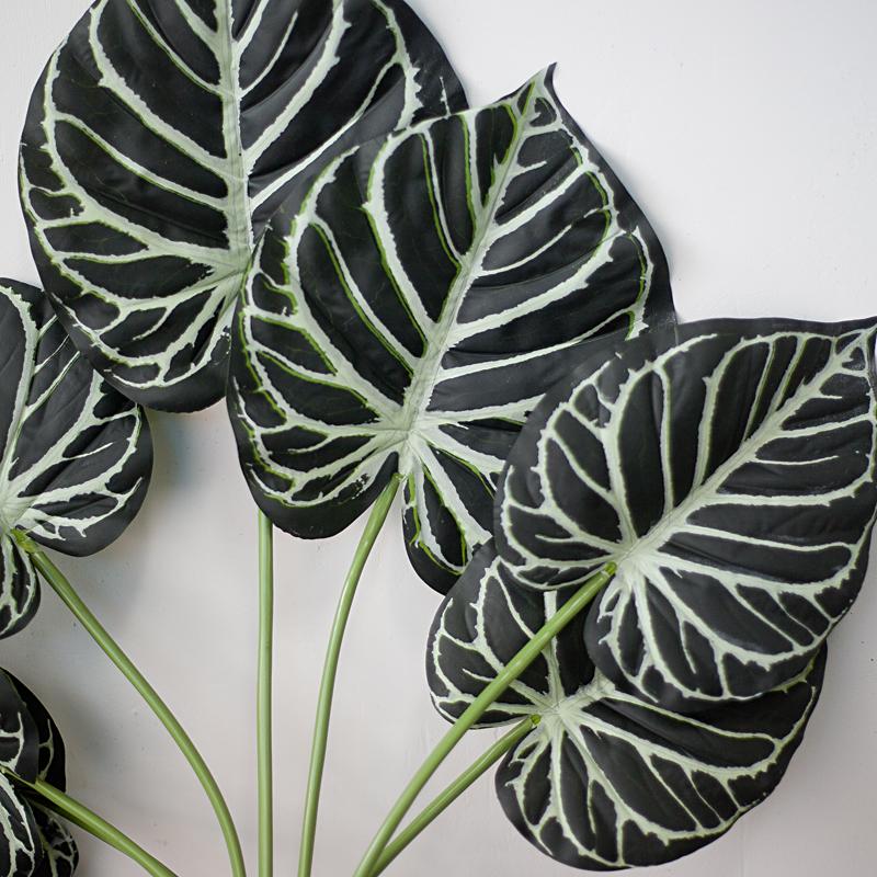 Cây Anthurium Clarinervium