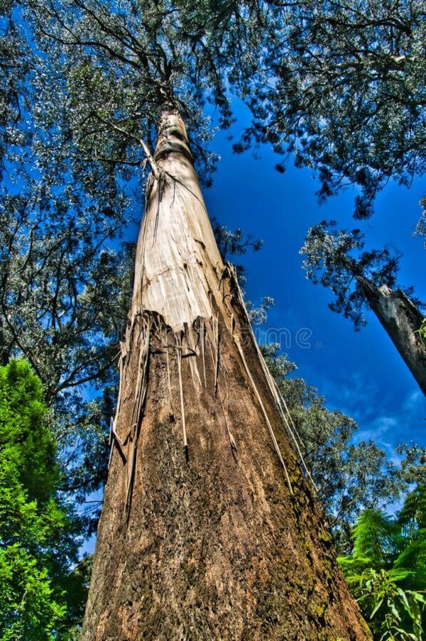 Cây bạch đàn Eucalypyus Regnans