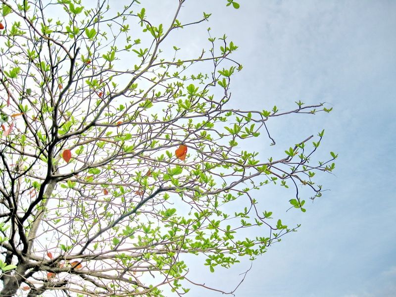 Mùa đông, cây trụi lá, cành khẳng khiu, nhưng bên trong những cành ấy có những lộc non đang giấu mình đợi ngày vươn lên