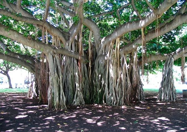 Banyan