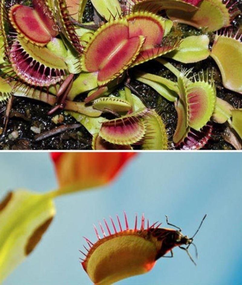 Cây Venus  Flytrap