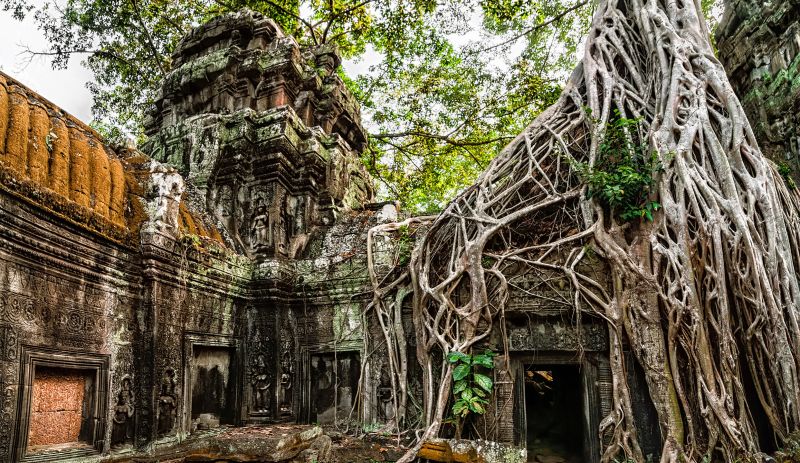 Cây bông gòn ở Ta Prohm