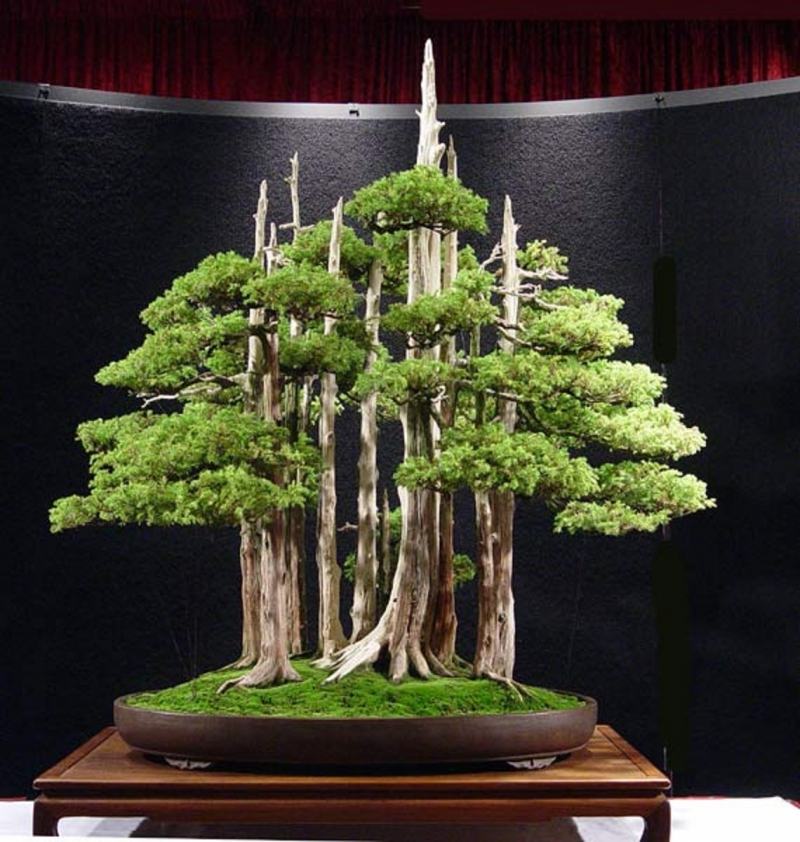 Cây bonsai Goshin