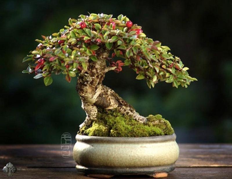 Cây bonsai nhỏ Shohin