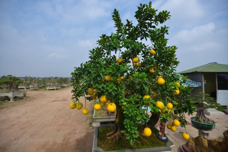 Cây bưởi