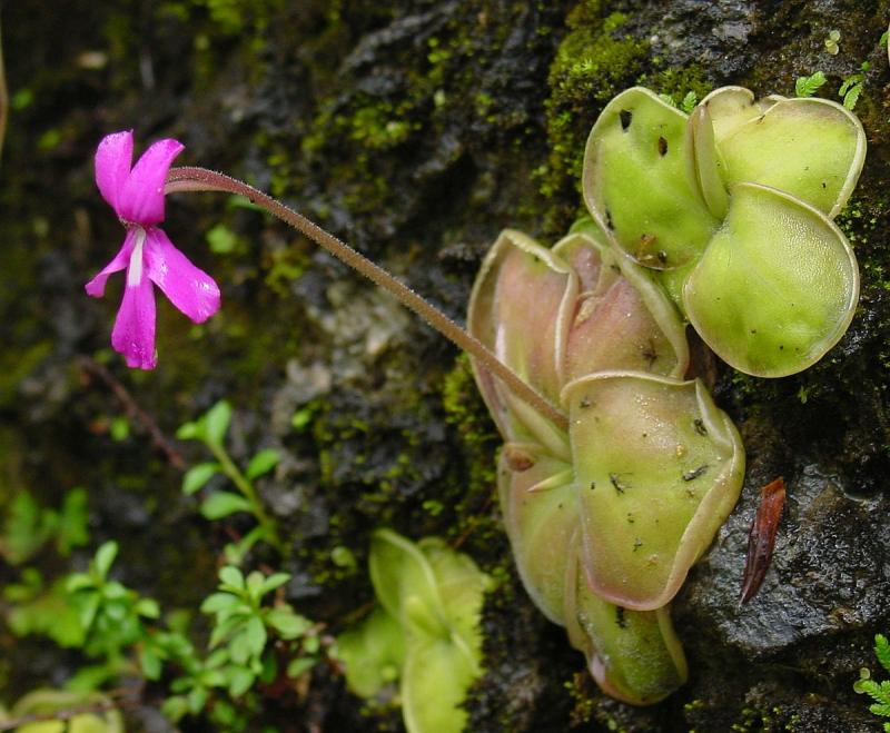 Cây Butterwort