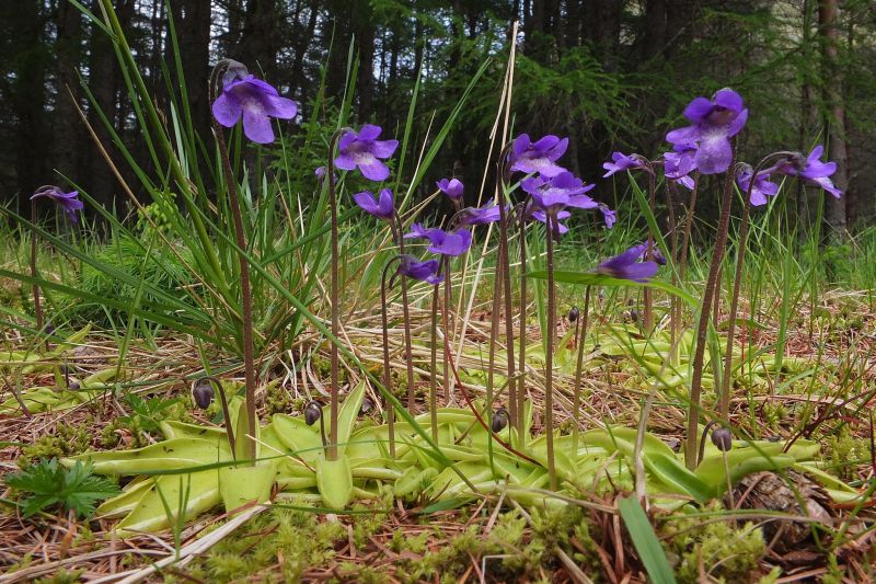 Cây Butterwort