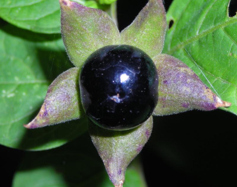 Cây cà độc dược Atropa belladonna