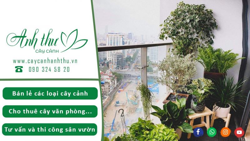 Cây Cảnh Anh Thư