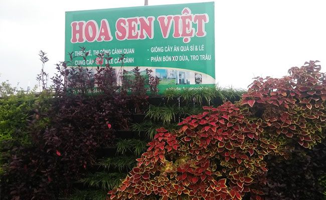 Hoa Sen Việt Đà Nẵng