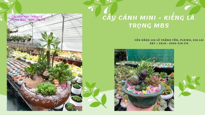 Cây cảnh mini - Kiểng Lá - Trọng MBS