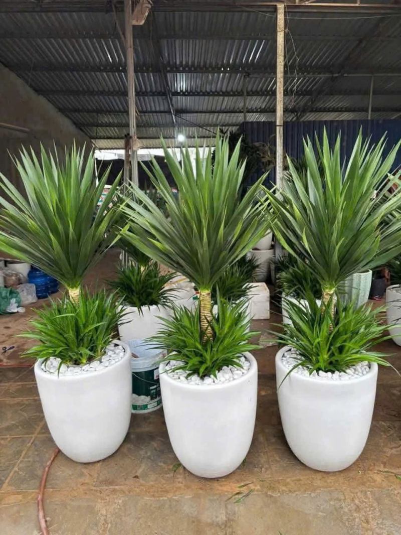 Cây Cảnh Nghệ An - Thủy Mộc