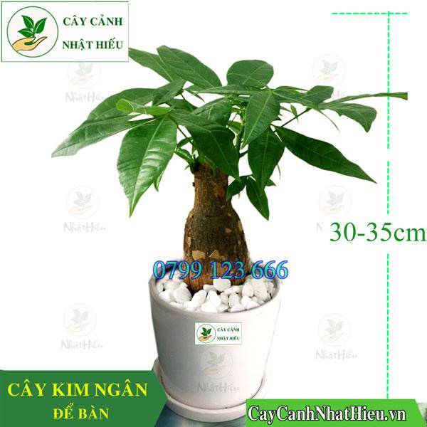 ﻿﻿﻿Cây cảnh Nhật Hiếu