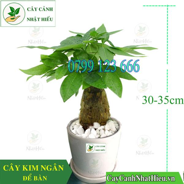 ﻿﻿﻿Cây cảnh Nhật Hiếu