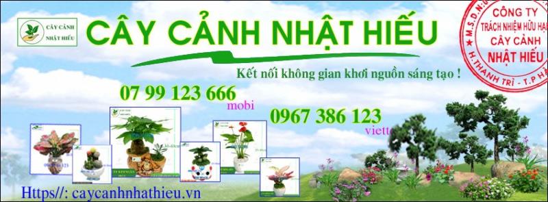 Cây Cảnh Văn Phòng Nhật Hiếu