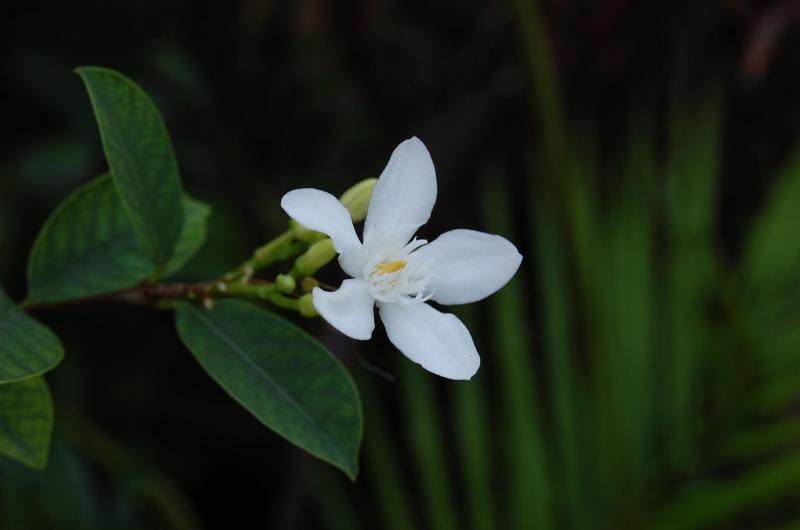 Cây chanh xanh