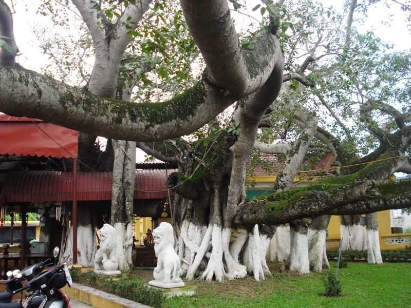 13 original banyan tree