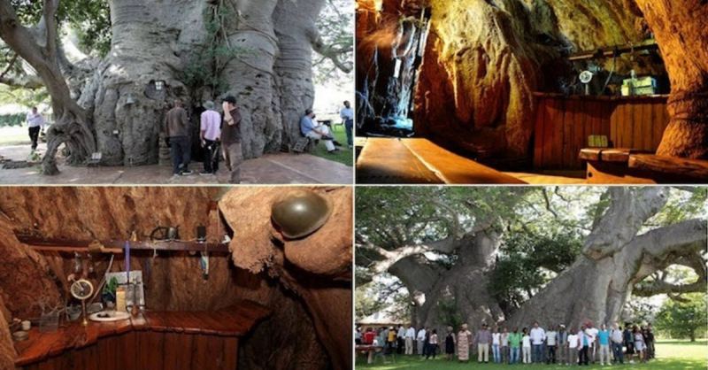 Cây cổ thụ Sunland Baobab