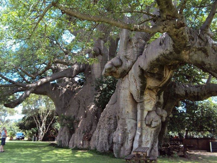 Cây cổ thụ Sunland Baobab