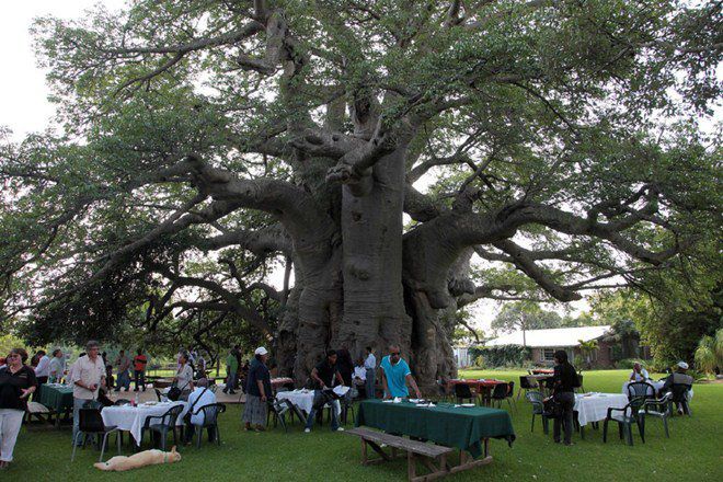 Cây cổ thụ Sunland Baobab