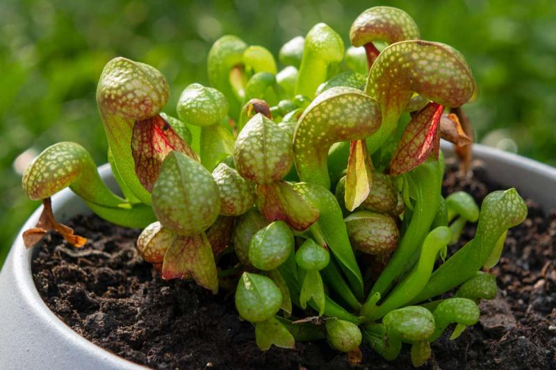 Cây Cobra Lily