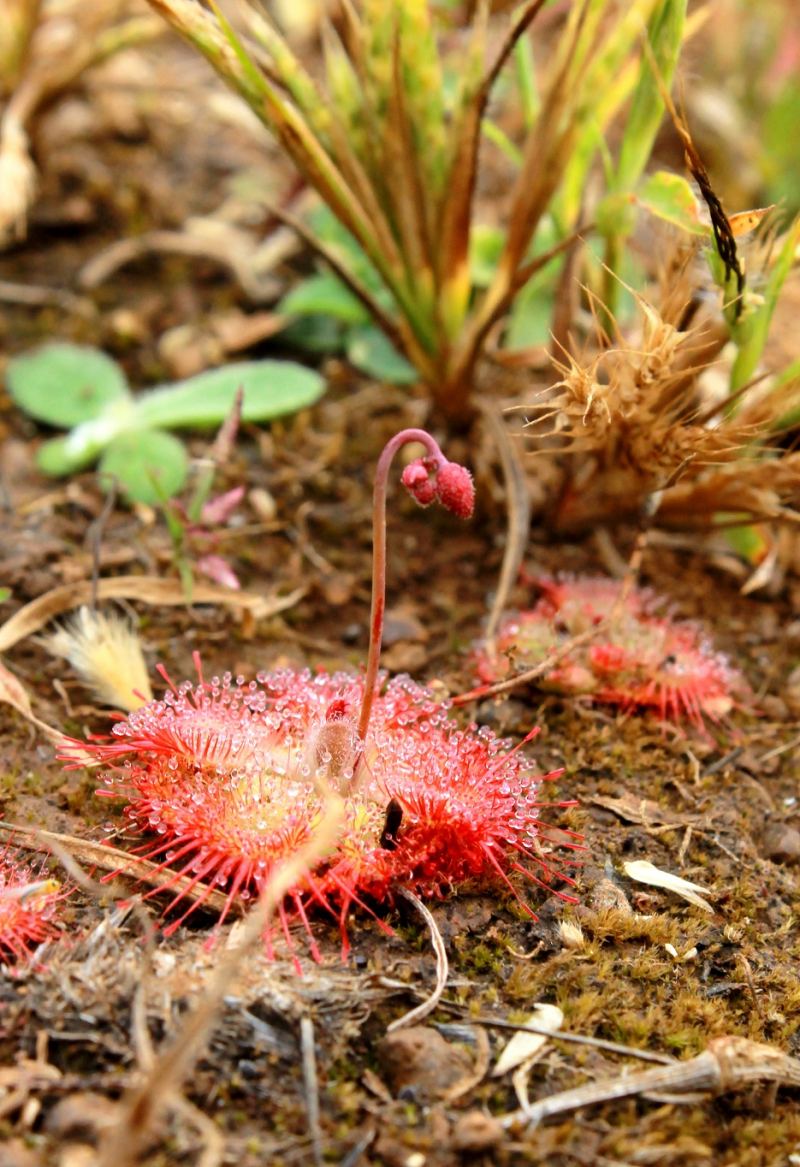 Cây Drosera burmannii Vahl