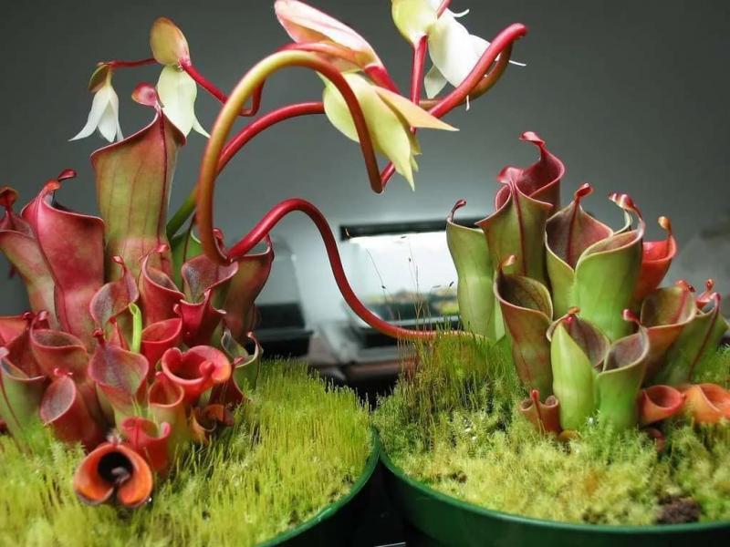 Cây Heliamphora