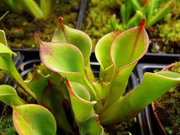 Cây Heliamphora