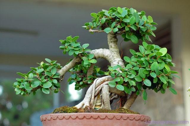 Cây họ đa, sung, si - Ficus vừa mang ý nghĩa phong thủy, vừa lọc không khí tốt