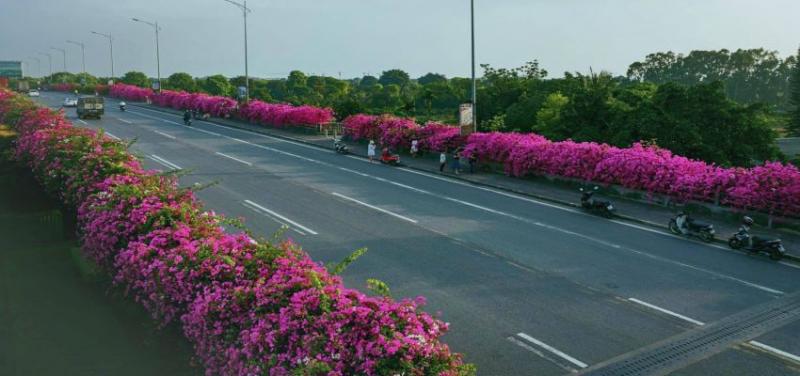 Cây hoa giấy