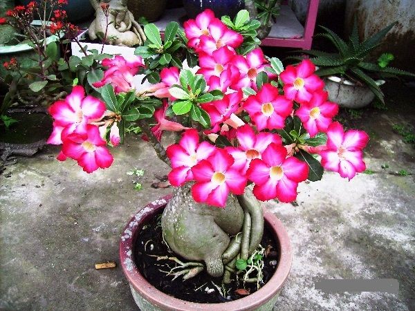Cây hoa sứ cảnh Thái Lan