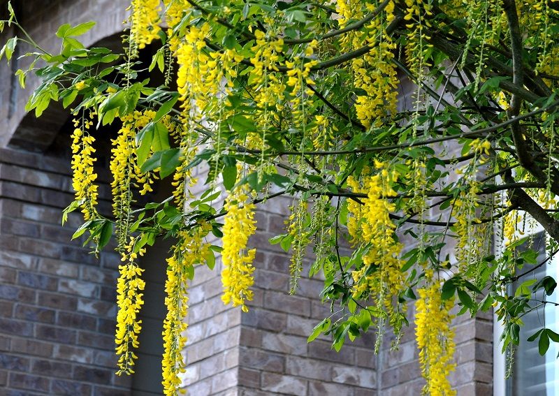 Cây kim tước Laburnum