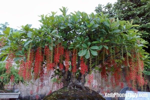 Cây hoa lộc vừng