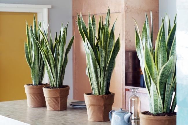 Cây lưỡi hổ – Sansevieria