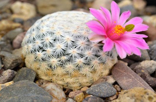 Cây Mammillaria herrerae