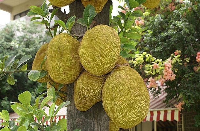 Top 10 Bài văn tả cây ăn quả hay nhất - toplist.vn