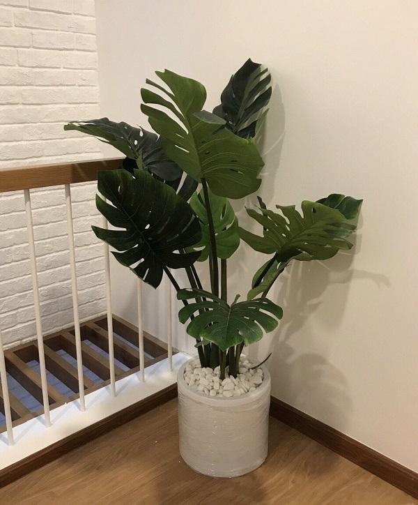 Cây Monstera lá xẻ