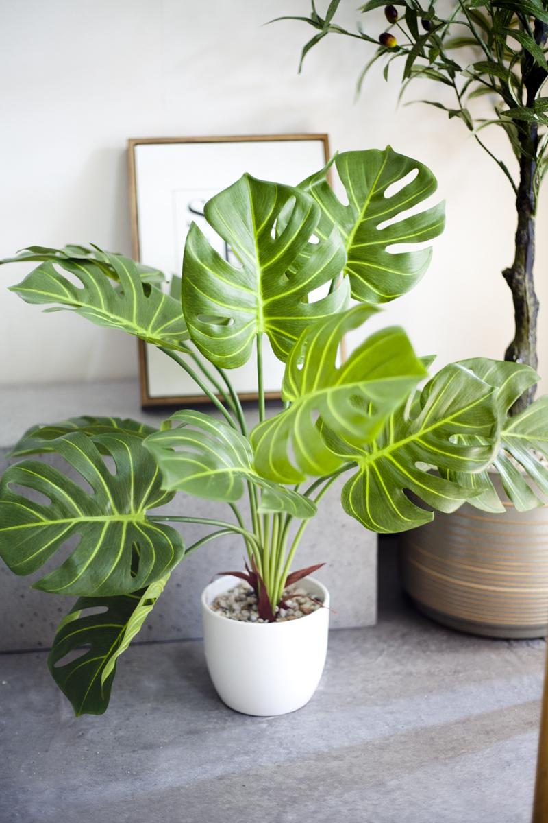 Cây Monstera lá xẻ