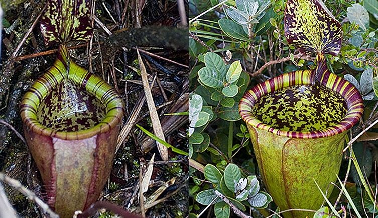 Cây Nepenthes attenboroughii