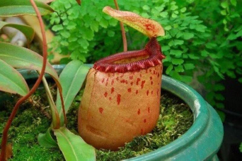 Cây Nepenthes