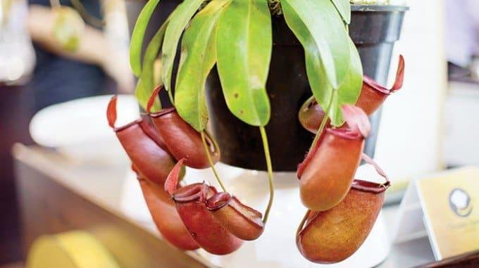 Cây Nepenthes