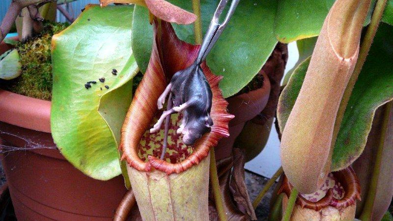 Cây Nepenthes attenboroughii