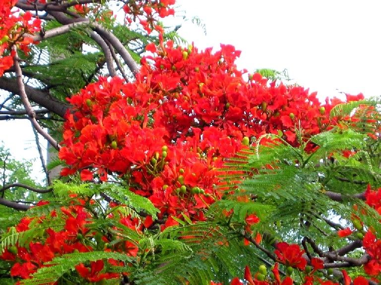 Top 17 Bài văn tả cây phượng và hoa phượng hay nhất - toplist.vn
